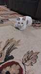 Отдам даром Котёнок