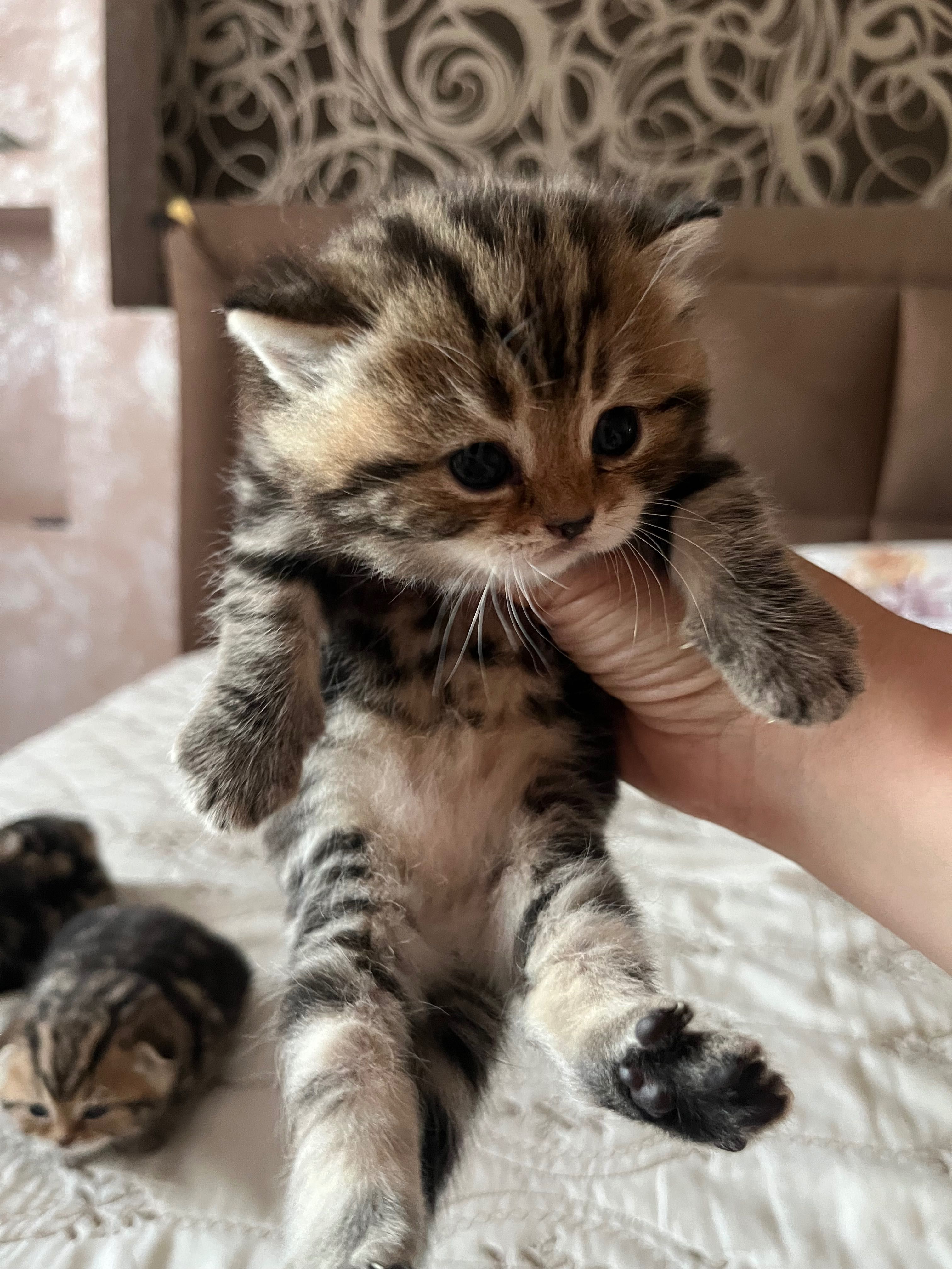 Котята скотиш страйт и фолд