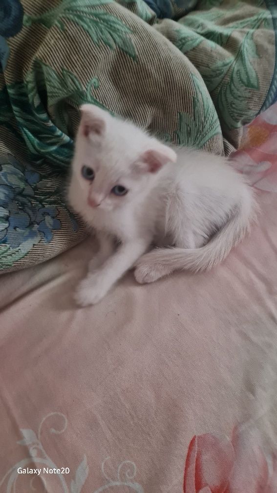 Котята вислоухие