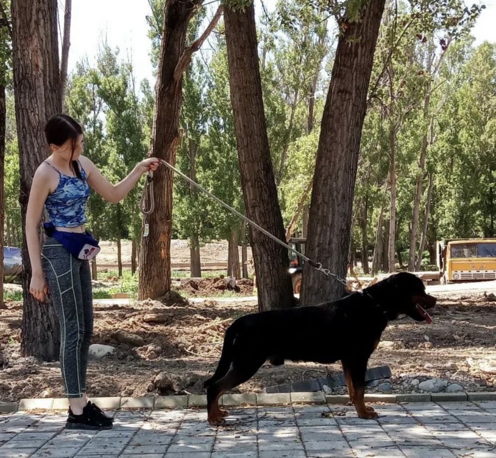 Хендлинг, показ на выставке собак