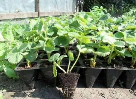 Рассада Клубники Оптом для Агробизнеса.