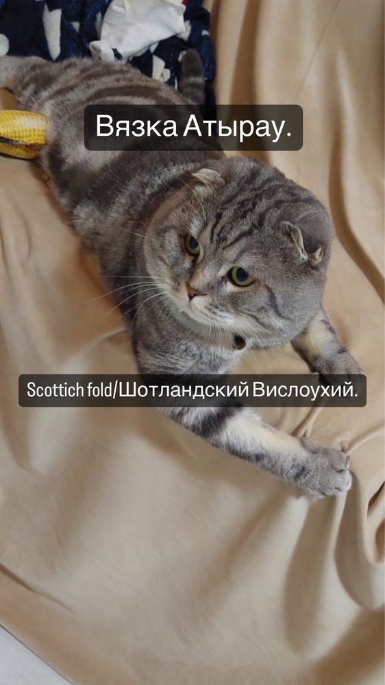 Шотландский вислоухий /Скотиш Фолд. Вязка. Ищет невест.