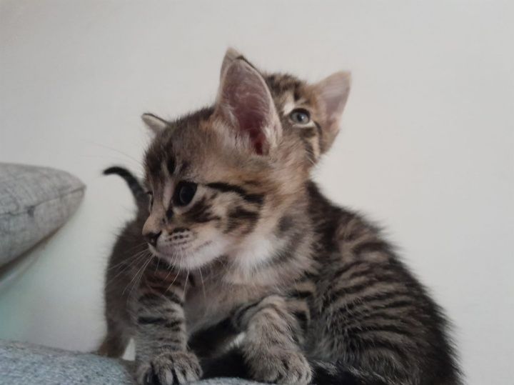 Отдаём котят в добрые руки