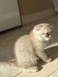 Котенок девочка (породистая шотландка вислоухая)