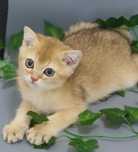 Алматы Котята золотые шиншиллы