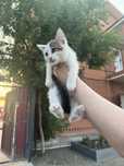 Котенок мальчик ласковый 2 месяца