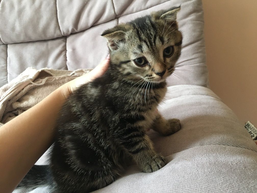 Котенок шотландский
