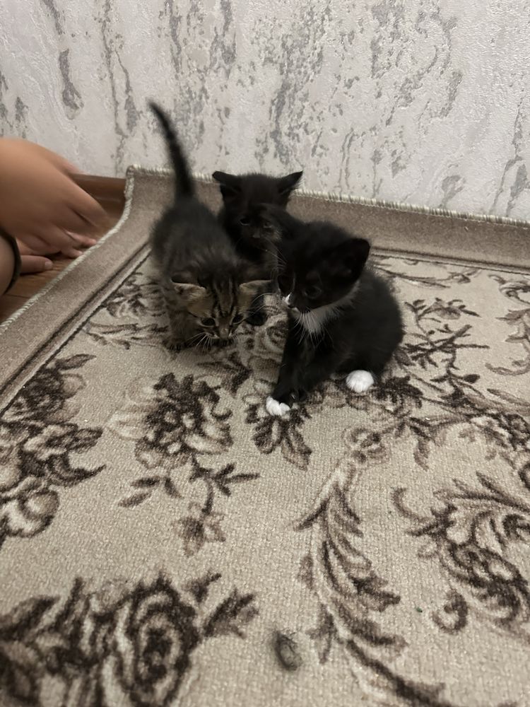 Отдам котят в добрые руки