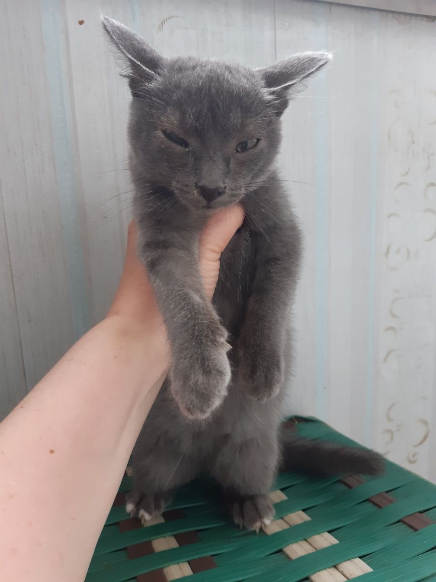 Котята  в добрые руки!
