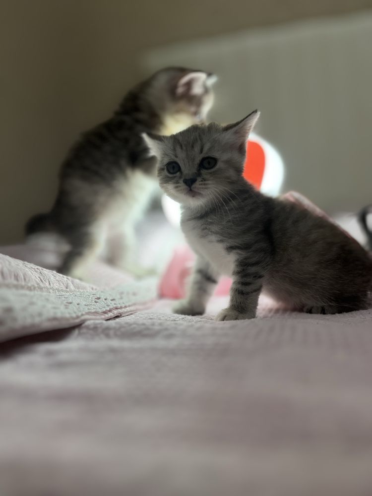 Продаются котятя.Верный друг для вас и вашей семьи