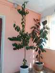 Цветок и дерево для офиса , школ и для дома