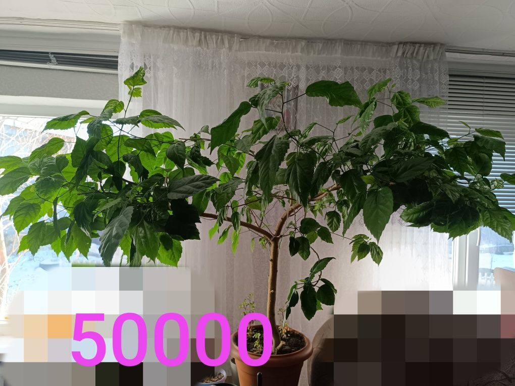 Продам цветы разные