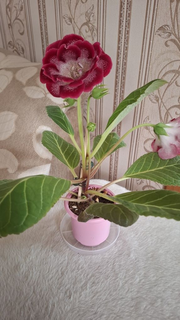 Продам цветущую глоксинию