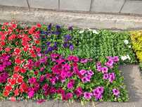 Продам цветы петуния бархотцы