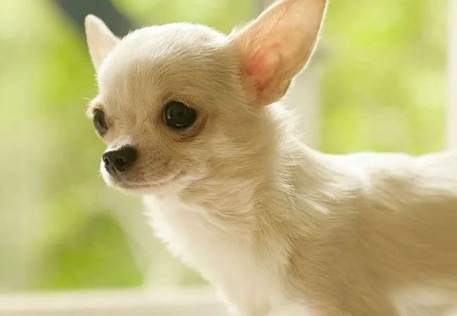 Чихуахуа, 1,5 мес, чехуахуа,  хуа, чехуа хуа