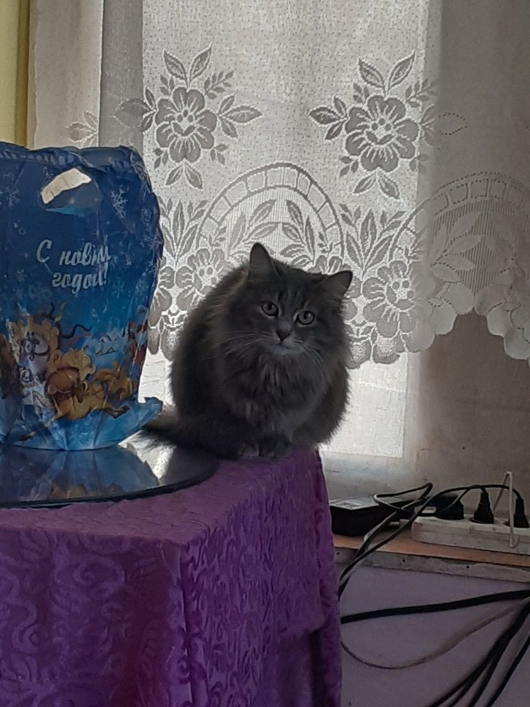 Отдам кошечку в добрые руки