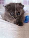 Котёнок девочка вислаухая