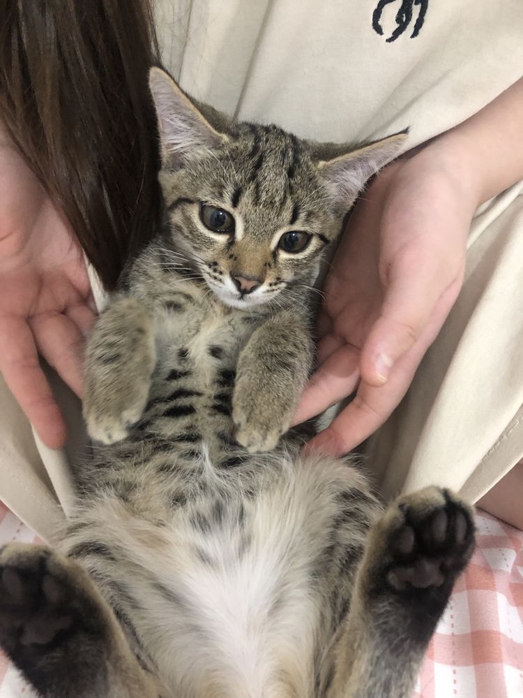 Котята в хорошие и добрые руки