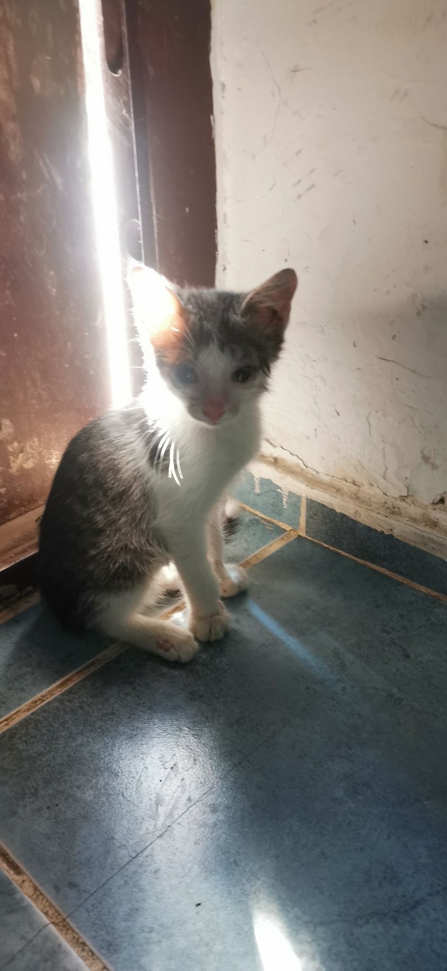 Котята одам в добрые руки