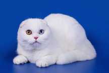 Вязка кот шотландский вислоухий опытный