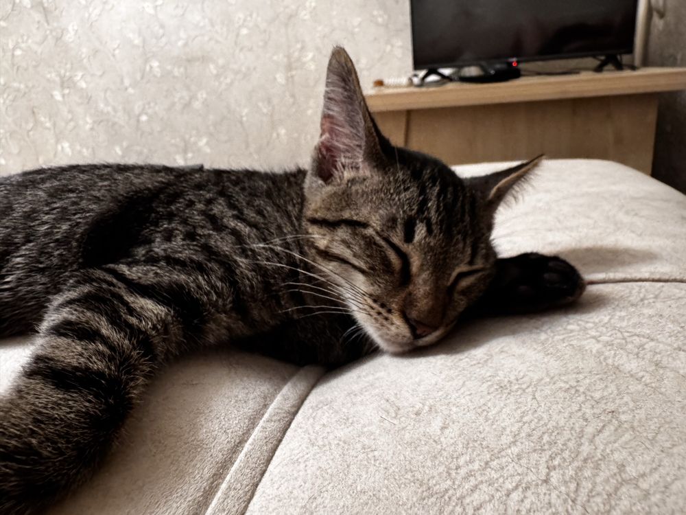 Отдам котят бесплатно