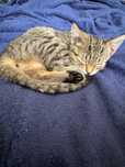 Котёнок милый короткошёрстный