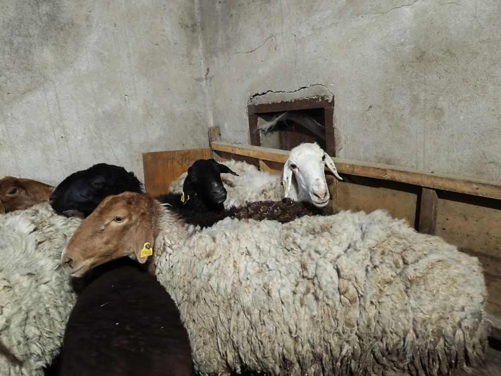 Продам домашних баранух