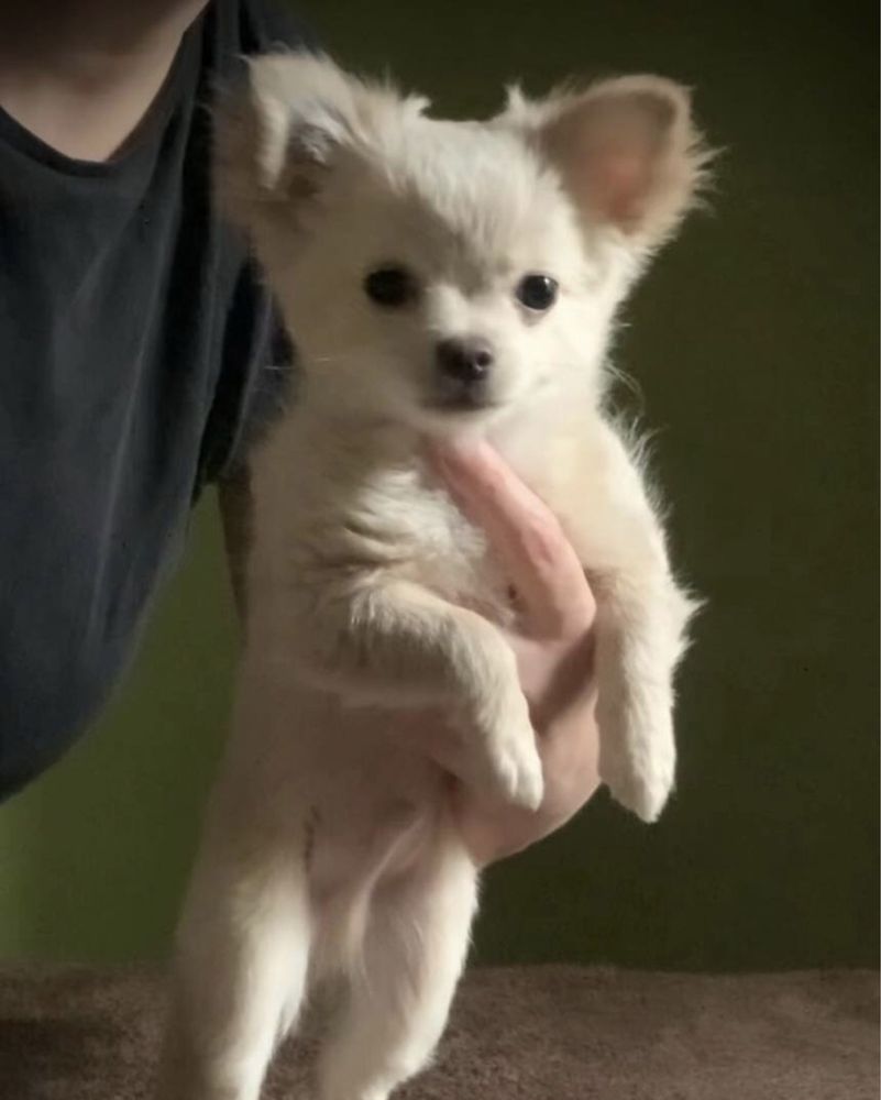 мальчик чихуахуа