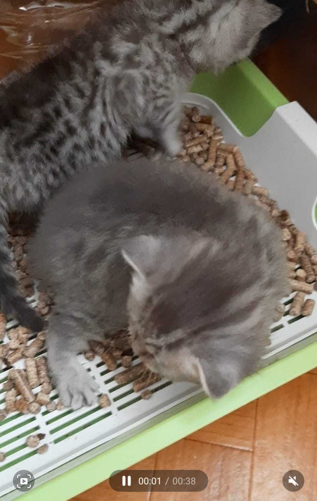 Котята скоттиш фолд