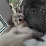 Отдам котят шотландских