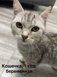 Отдам кошку в добрые руки