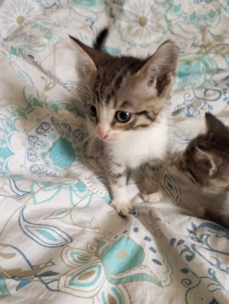 Котята в добрые руки 1,5 месяца