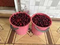 Продается вишня крупная