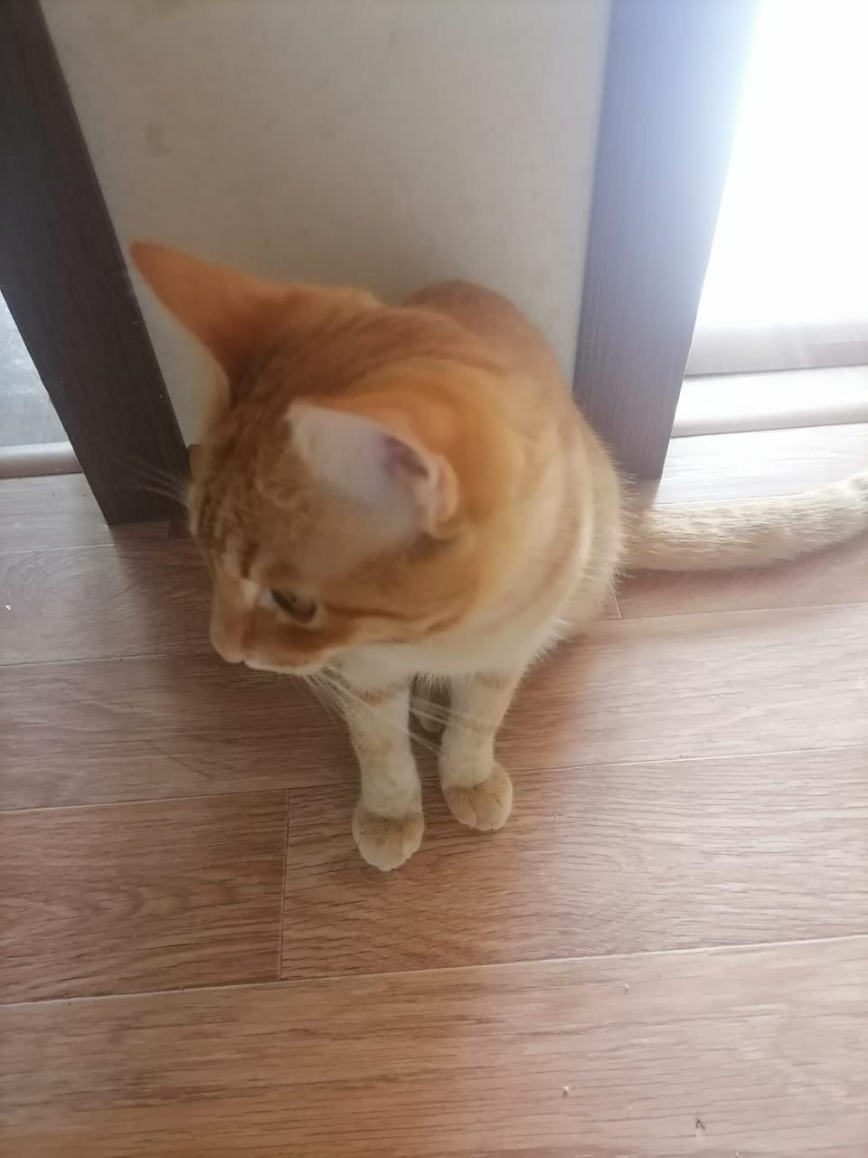 Отдам котёнка в добрые руки