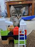 Котенок бесплатно