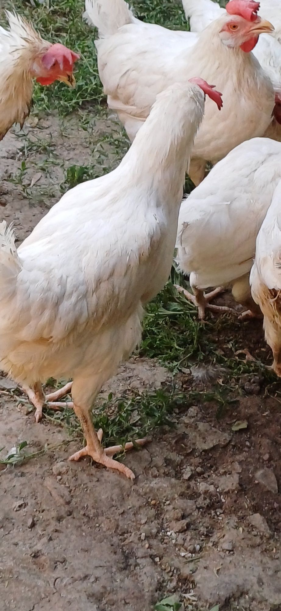 Продам несушки. Срочно