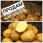 Домашняя картошка