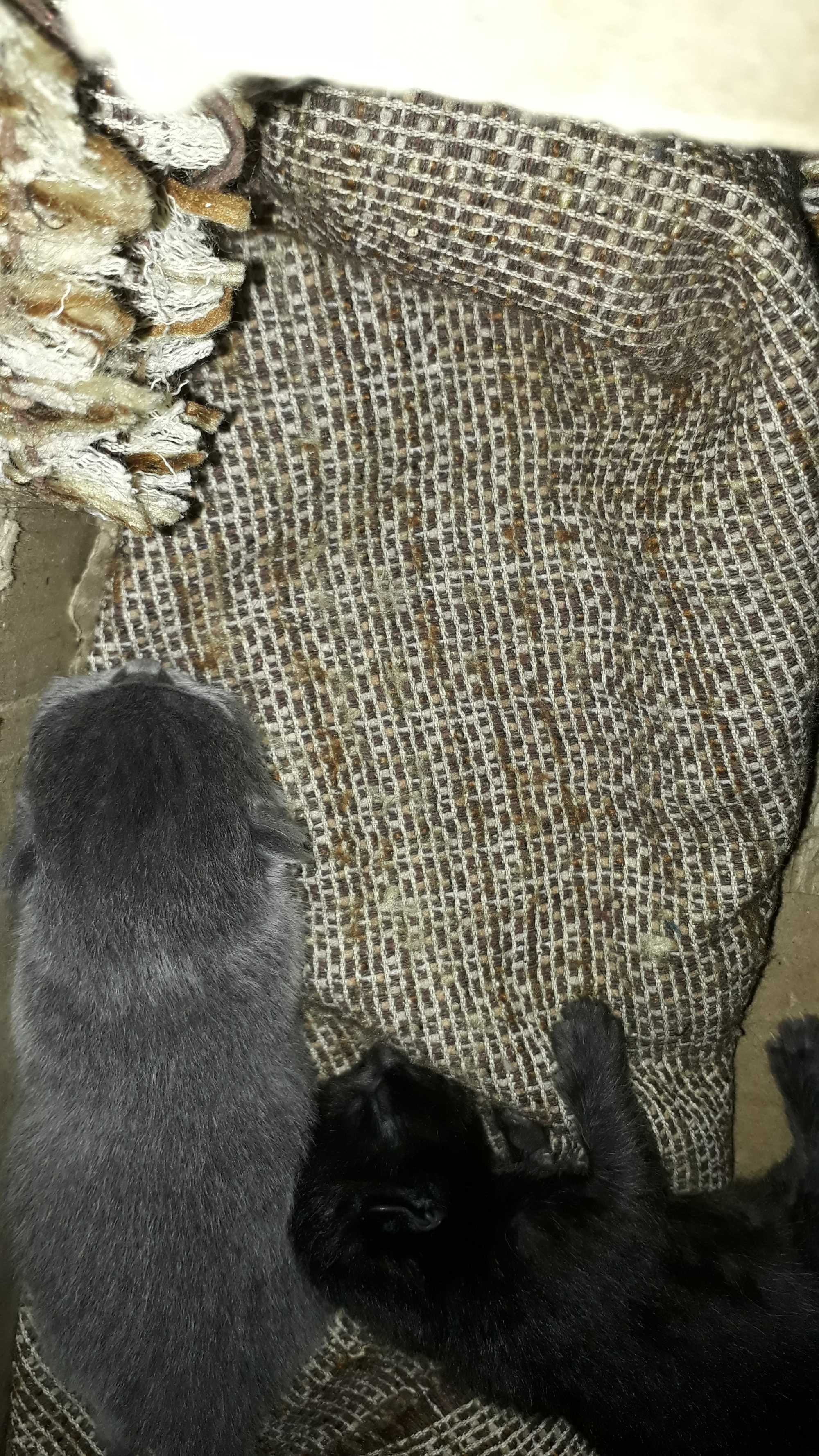 Подарю котят разных пород