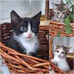 Отдам милых котят