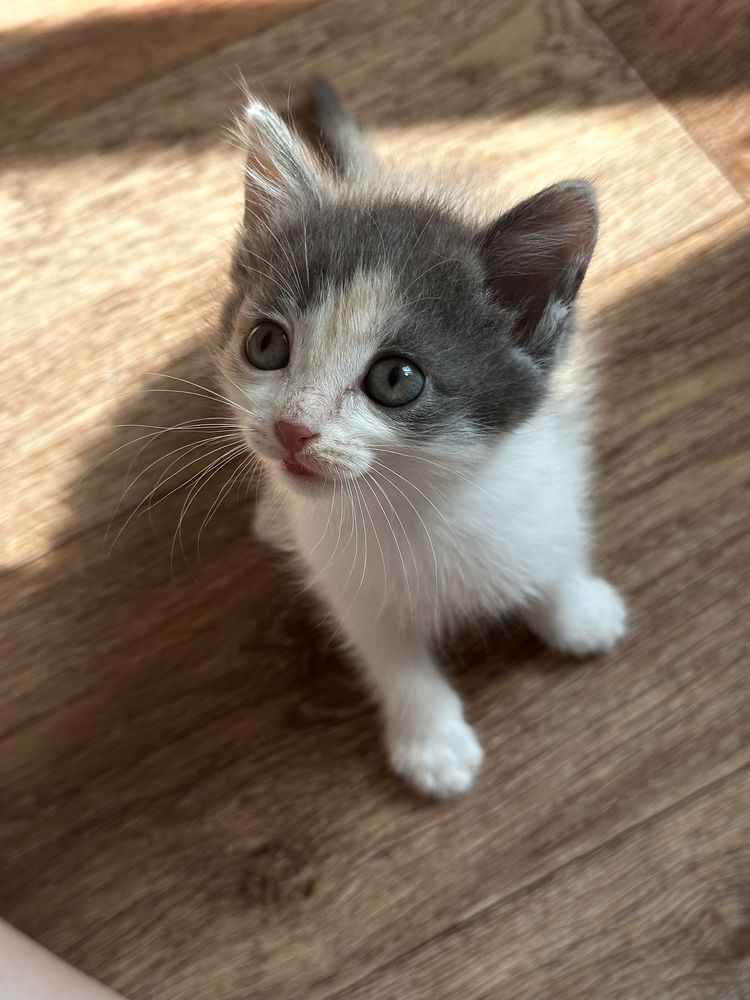 Котята в хорошие руки