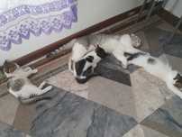 Бесплатно котята