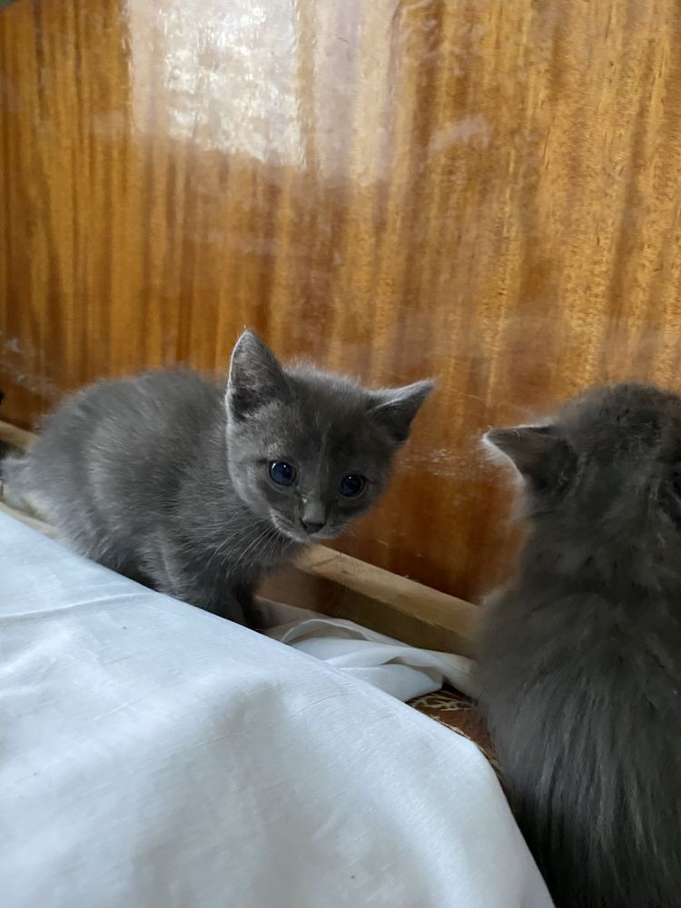 Пристраиваются котята