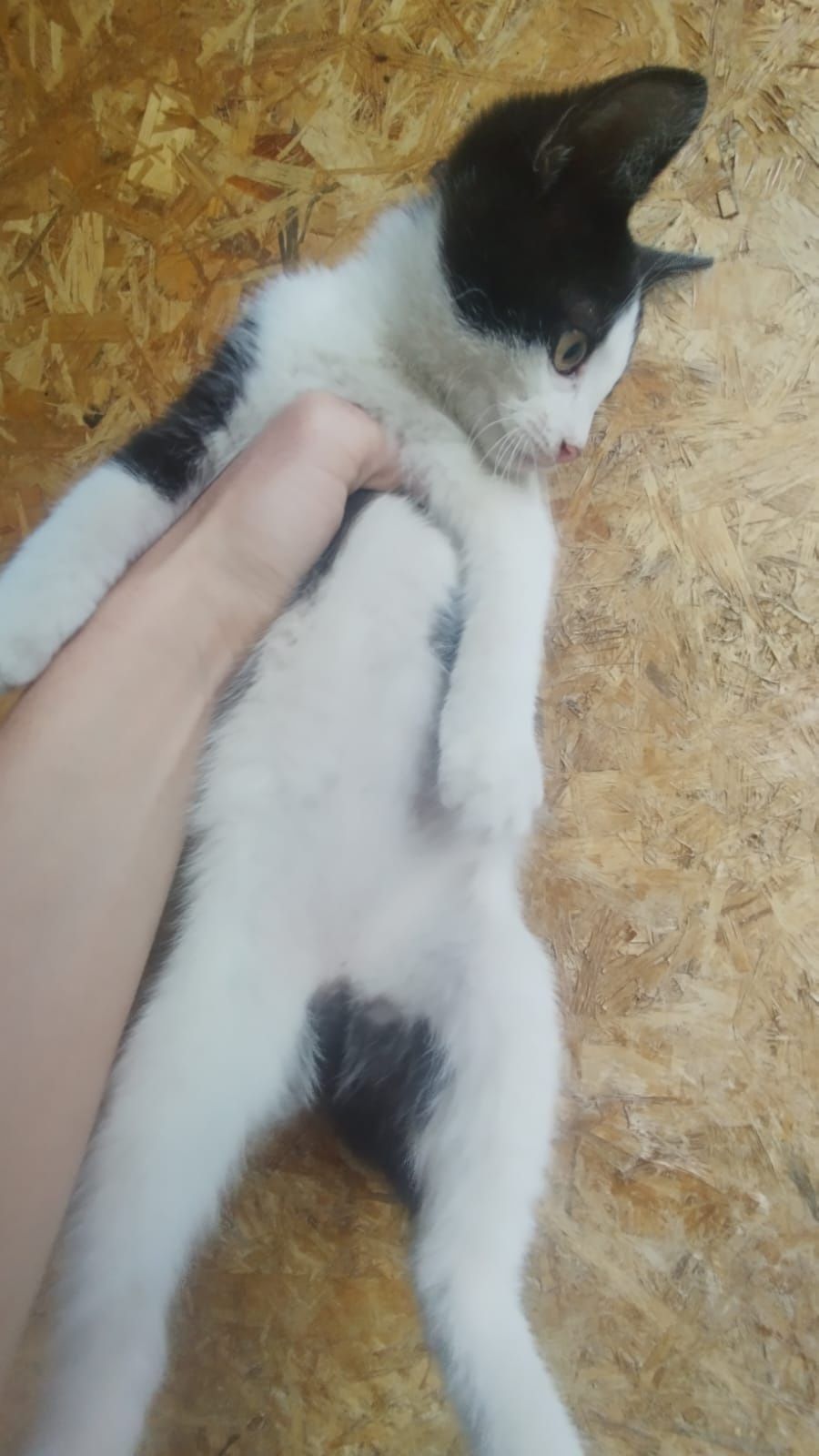 Отдам в хорошие руки котят крысоловов!
