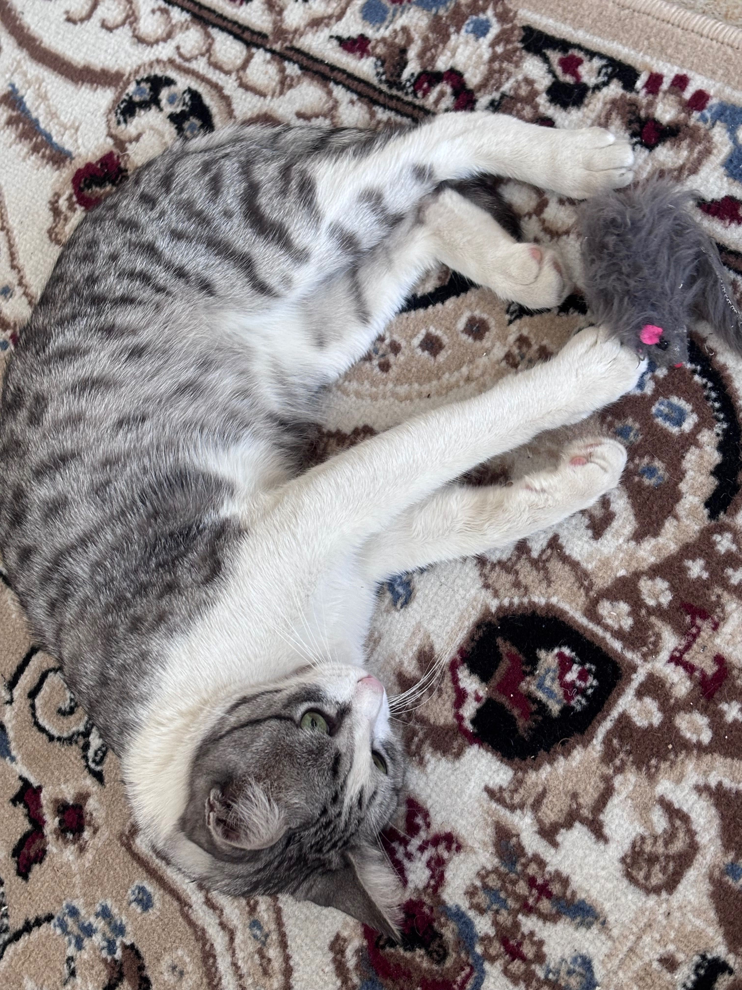 Отдам  кота в добрые руки