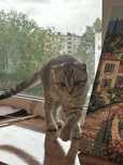 Скоттиш фолд котенок 3-4 мес