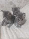 Шотландские котята.
