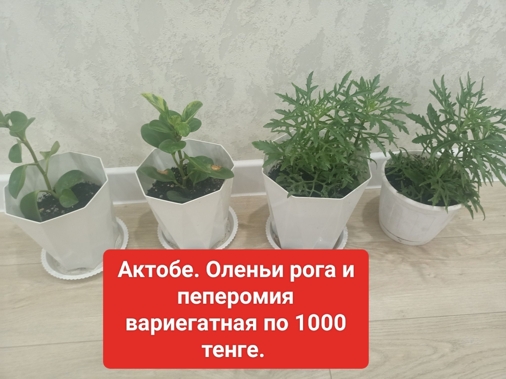 Цветы пеперомия , оленьи рога, аденум