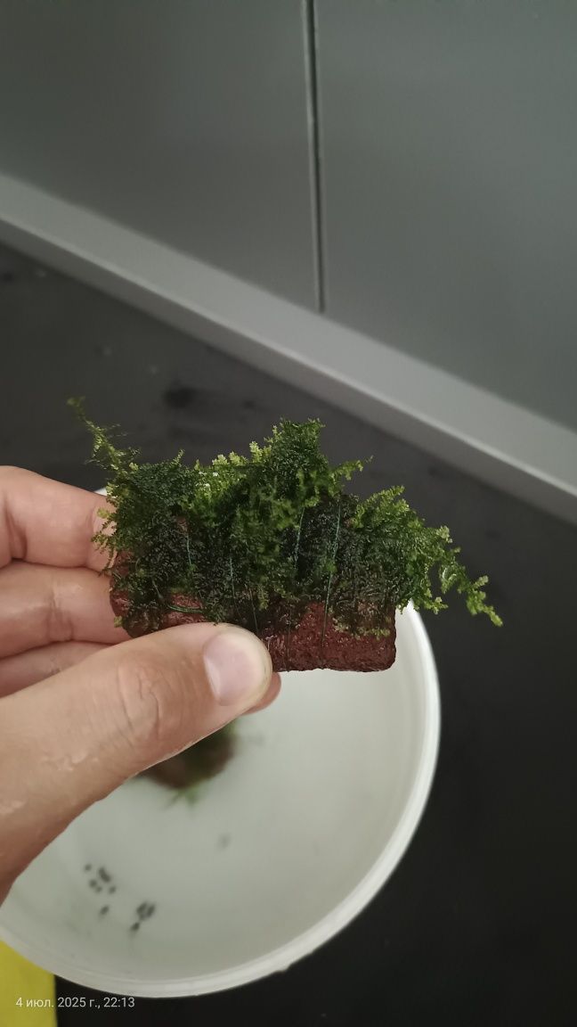 Растения для аквариума