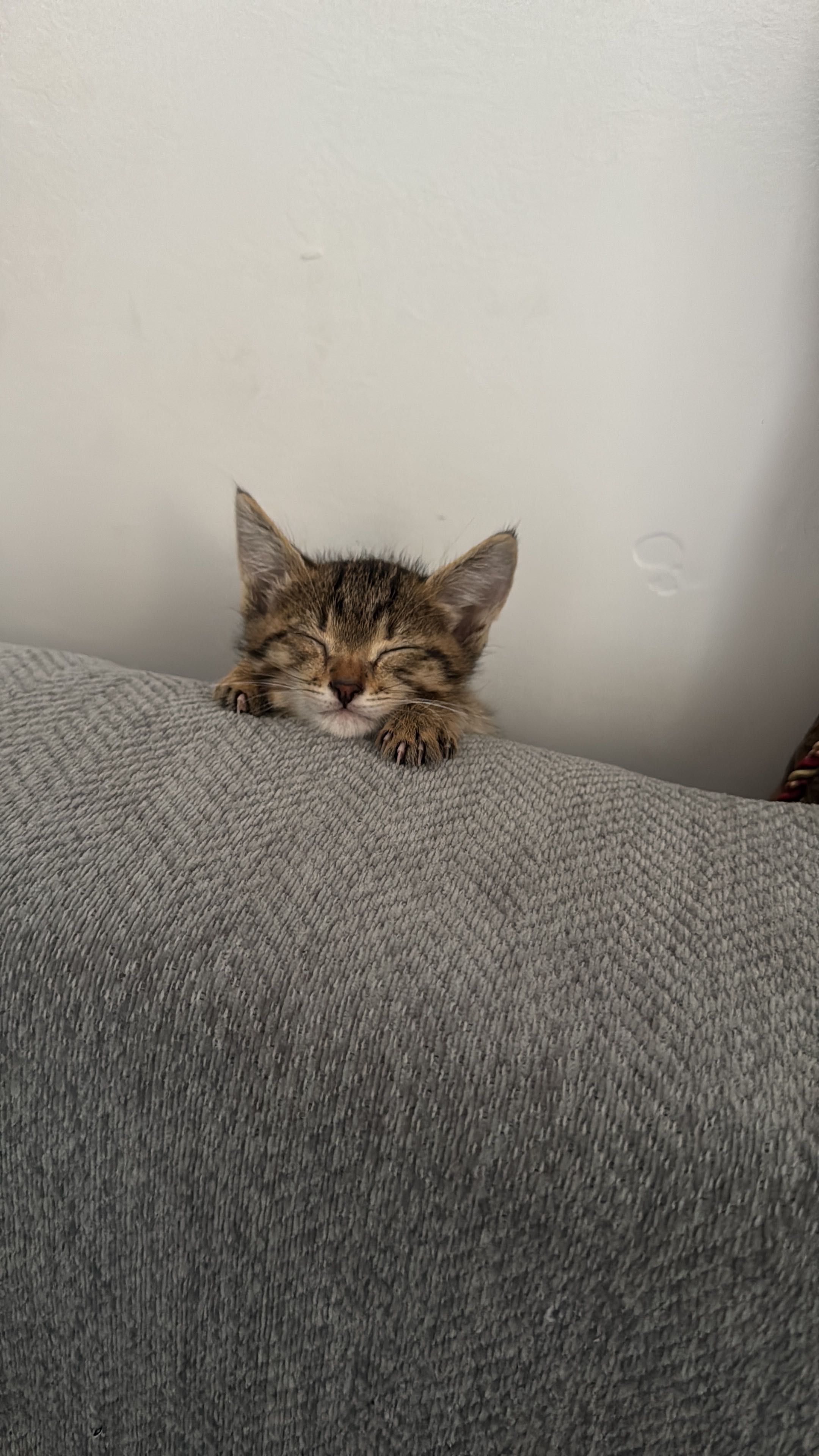 Котенок мальчик бесплатно