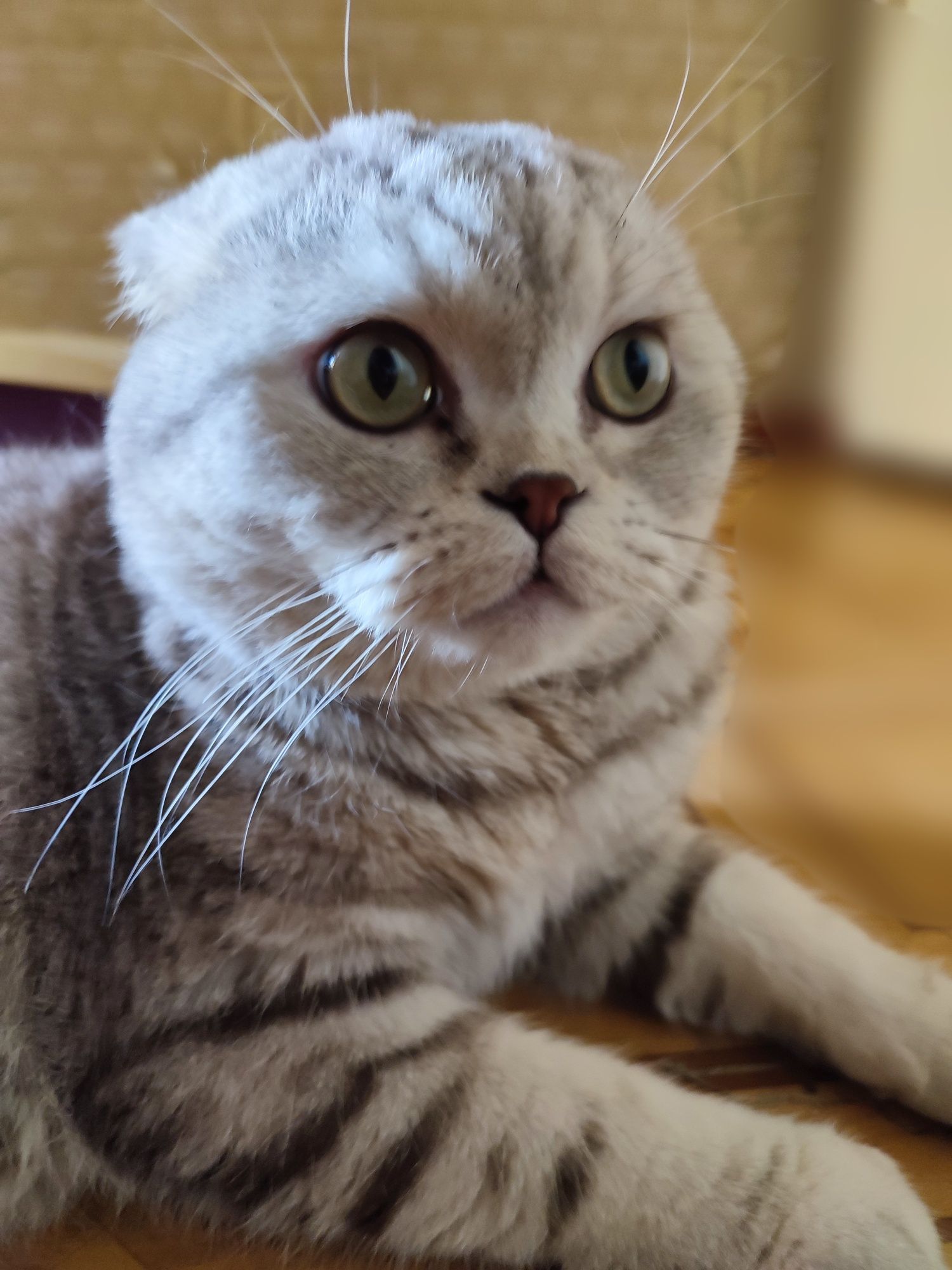Вязка. Шотландский вислоухий кот.